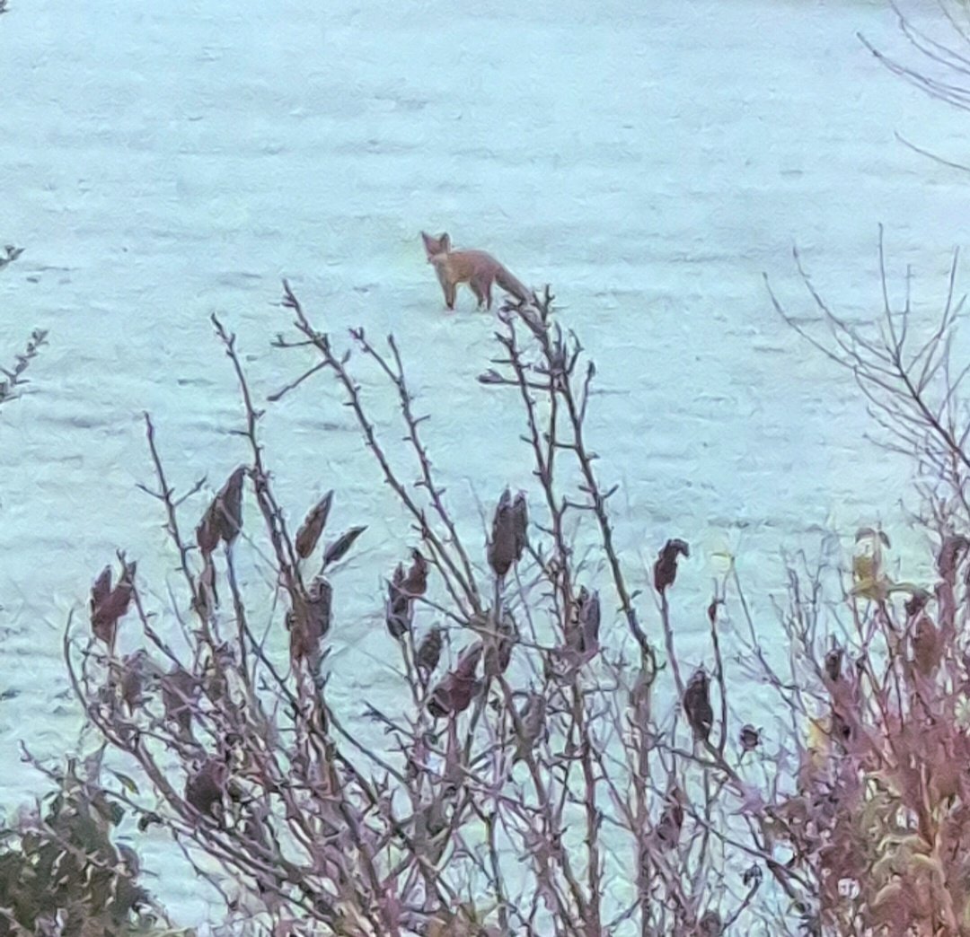 missfortytwo's tweet image. This is one of our adolescent foxes experiencing their first frost this morning.

I watched for a while, then they trotted off.

@ChrisGPackham #FoxOfTheDay #fox