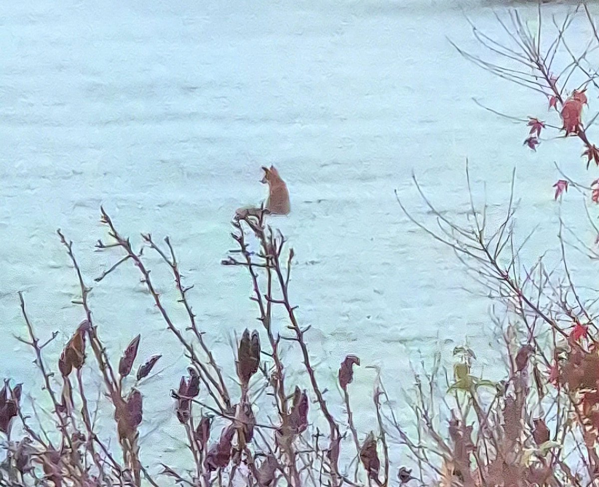 missfortytwo's tweet image. This is one of our adolescent foxes experiencing their first frost this morning.

I watched for a while, then they trotted off.

@ChrisGPackham #FoxOfTheDay #fox