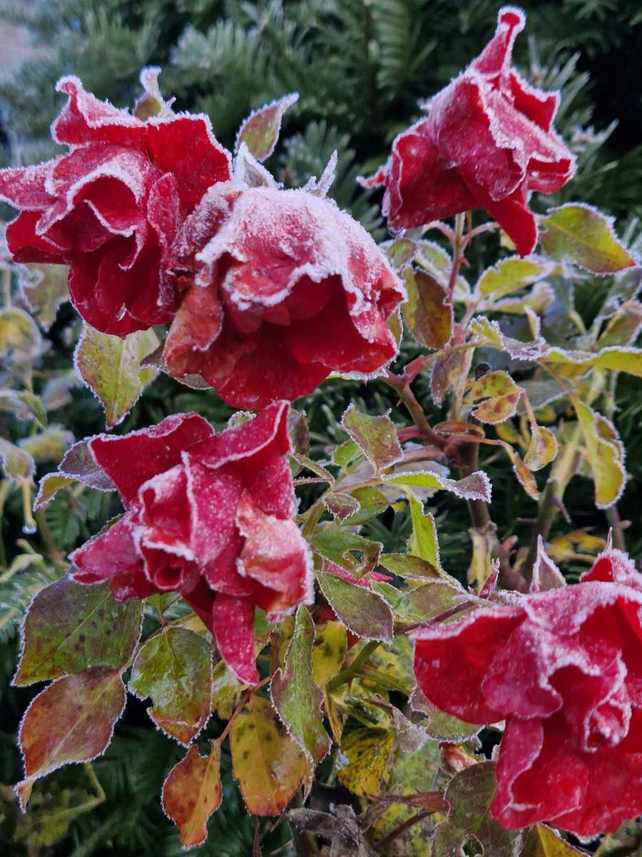Welch ein Kaiserwetter heute für einen Draußendienst.
Einfach mal dankbar sein.🥰