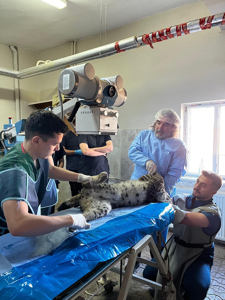 #Van'ın Gevaş ilçesinde bitkin halde bulunan vaşak, Van Yüzüncü Yıl Üniversitesi (YYÜ) Yaban Hayvanları Koruma ve Rehabilitasyon Merkezi'nde tedavi altına alındı.
vanhaber.tr/vanda-bitkin-h…