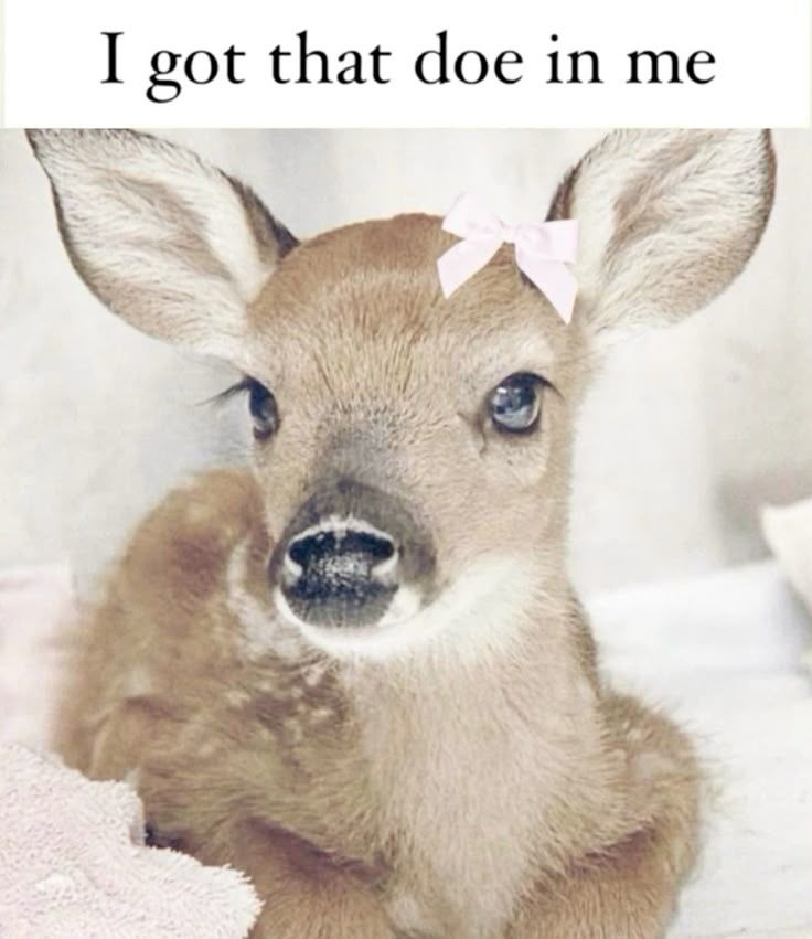 Ev🦖 (@evissillly) on Twitter photo 