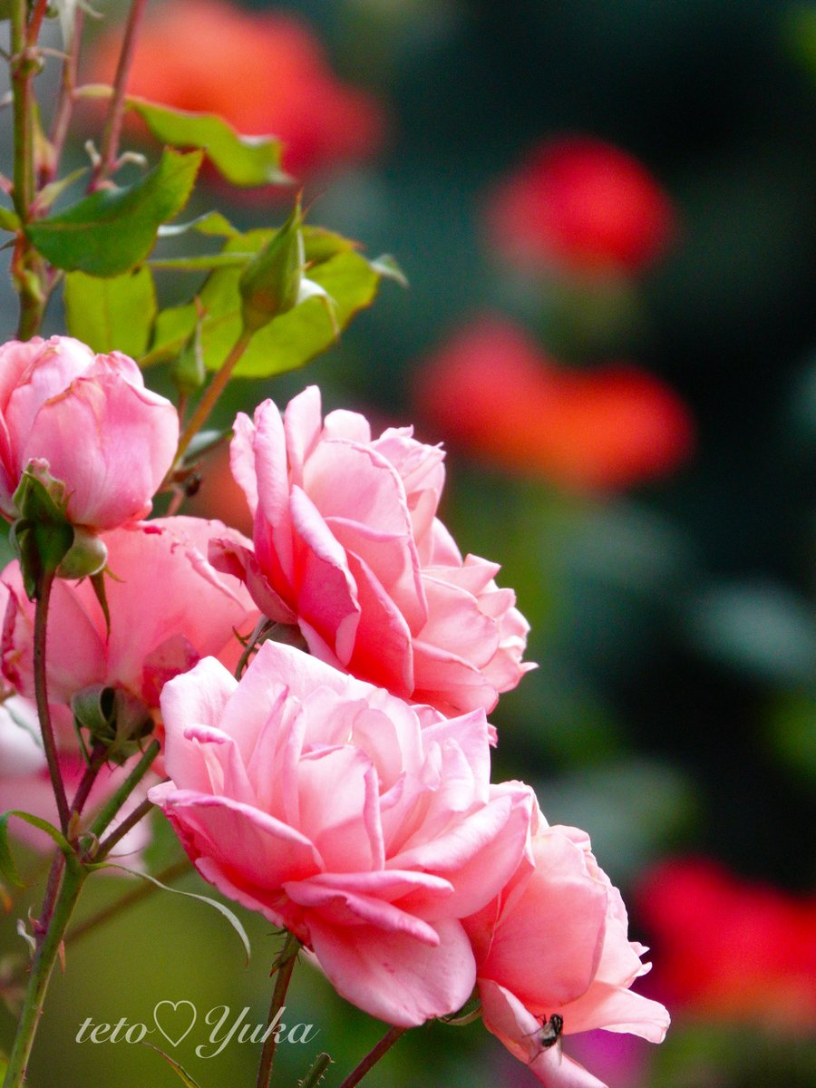 みわみわ(♡❛ ֊ ❛„)ノ🧁☕✨ (@miwa_3739) / Posts / X