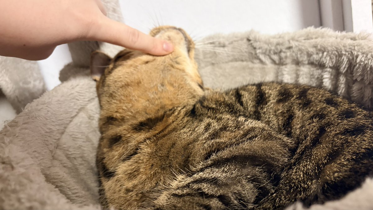 ̨̡ ꒪൧̑ ꒪ )̧̢