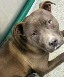 LacDonna's tweet photo. Please, please don’t forget poor Kong. He needs Pledges desperately to be saved from the cruel heartstick death in Rocky Mount Shelter. He is just a sweet guy only  about 35 lbs and friendly and loving. He deserves a chance to live, too!
Please Pledge and Retweet! https://t.co/kJnoMeB3XL
