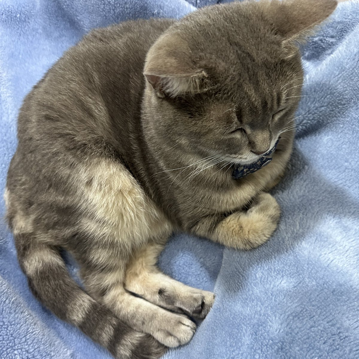 天氣驟降
大家要注意身體狀況哦！
被貓咪壓制在某一區動彈不得的季節到了www