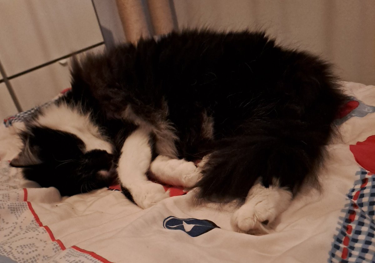 #Wybertje ligt al best lang bij vrm op bed in slaapkamer, vraagt ze Wybertje wil je naar buiten? Miauw ikke, ben a/h oefenen als ik niet meer naar buiten kan. Zegt ze emotioneel: ach Wybertje toch.... vin het zo erg 😪