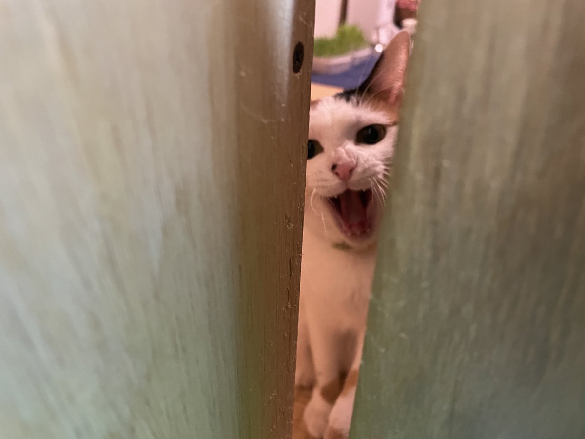 くうにゃん mofamofy はちにゃん | mofusand フィギュア・プラモデル・プラキット