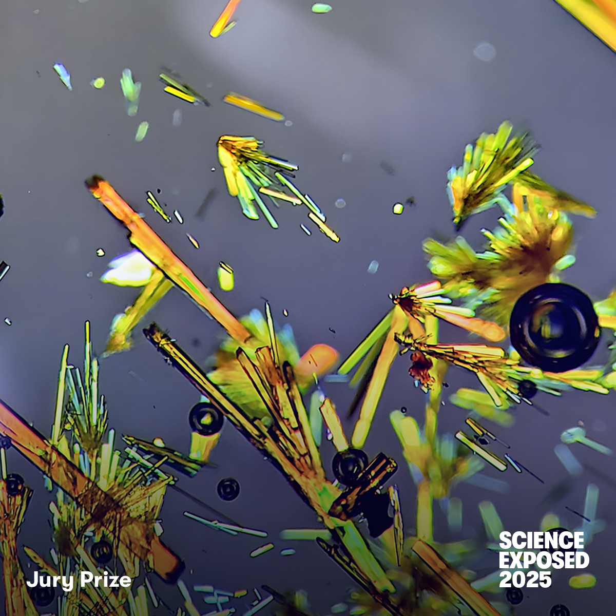 NSERC_CRSNG's tweet image. 📸🏆
The image [Unexpected reactions], by Joseph Zsombor-Pindera of @UCalgary, won a jury prize for the #ScienceExposed 2025 contest! 
Bravo!

Find out more about the image:
▶ tinyurl.com/3wc79h4k