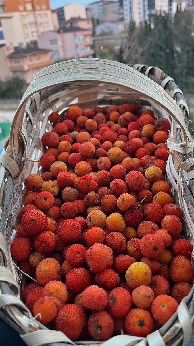 Dağ çileği (Arbutus unedo) 
Sonbaharın en güzel tatlarından.