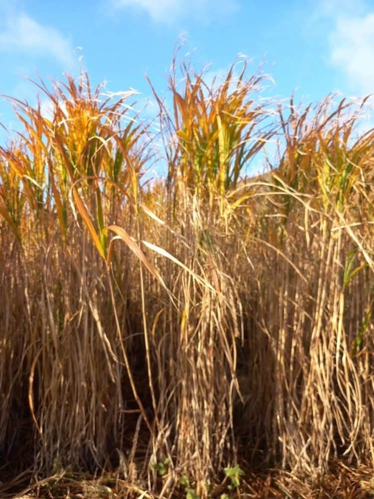 Biomass Connect tweet media