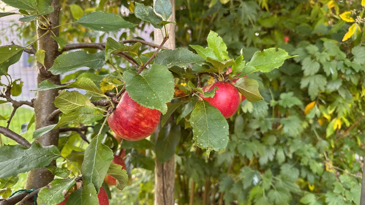 allotmentonline's tweet image. Once the leaves have fallen (and we think Storm Claudia finished that job), it’s a good time to step in with a pair of sharp secateurs.
If you are interested in growing your own fruit - check out our A to Z on the website. allotmentonline.co.uk/growing-fruit

#FrostFriendly #WinterProjects