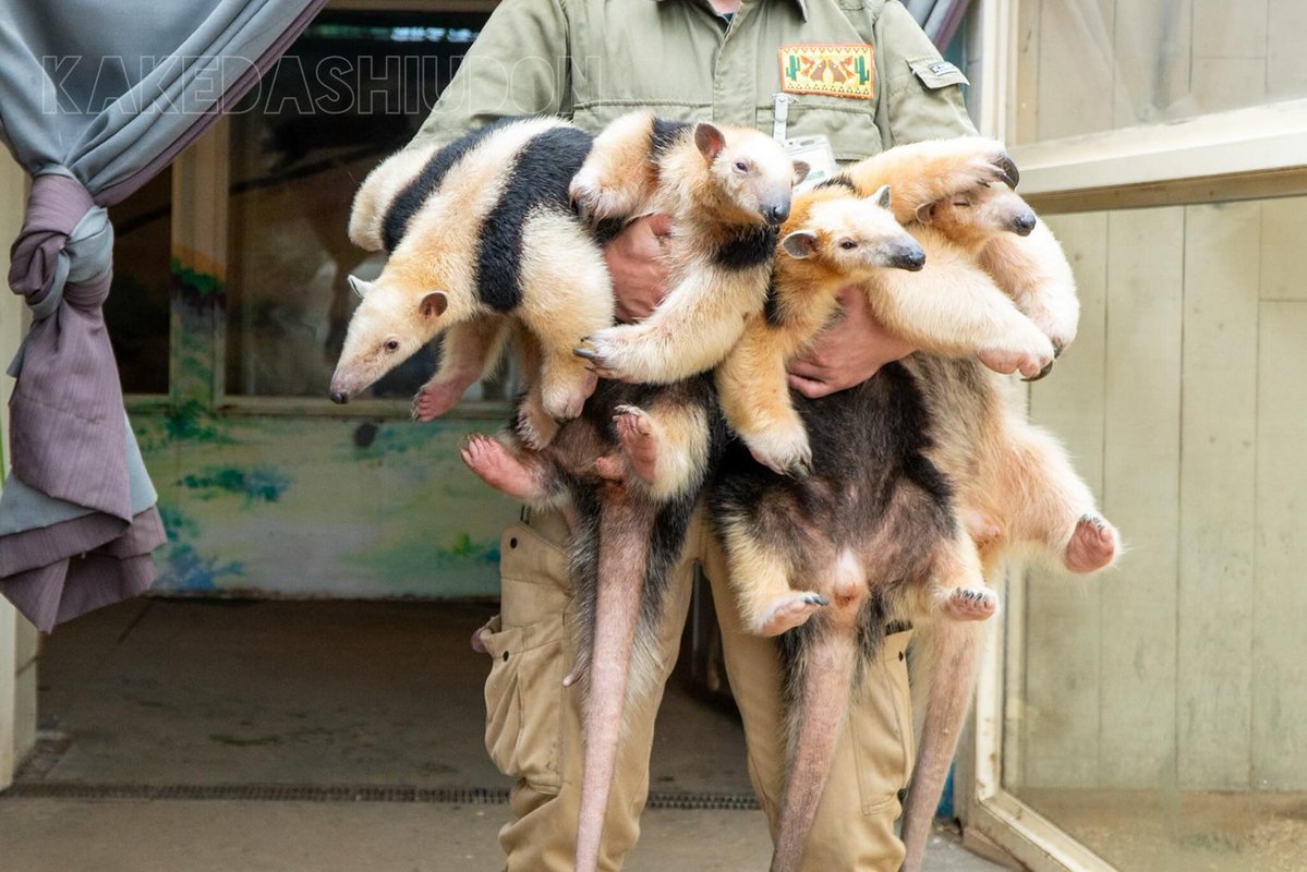 kakedashiudon's tweet image. Twitterくんの画像投稿が復活したようなので、過去の名作を再放送