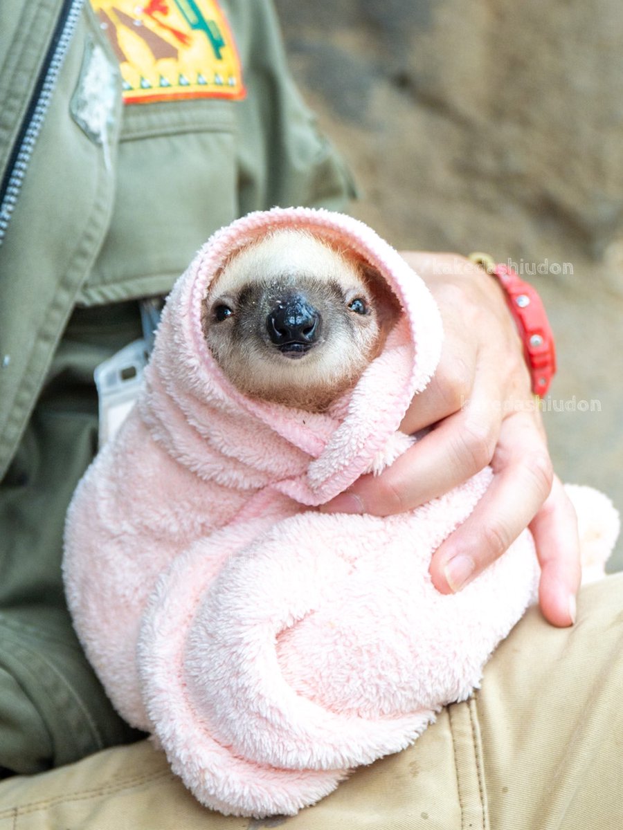 kakedashiudon's tweet image. Twitterくんの画像投稿が復活したようなので、過去の名作を再放送