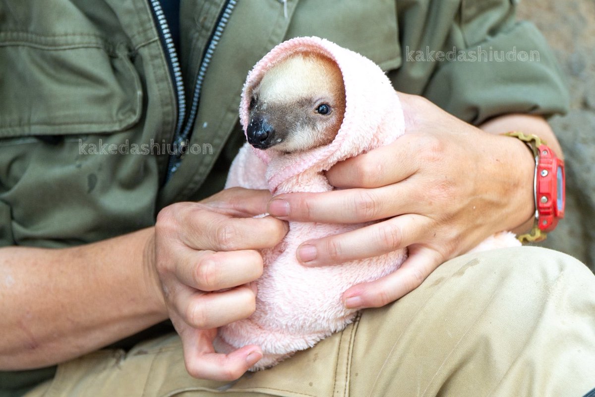 kakedashiudon's tweet image. Twitterくんの画像投稿が復活したようなので、過去の名作を再放送