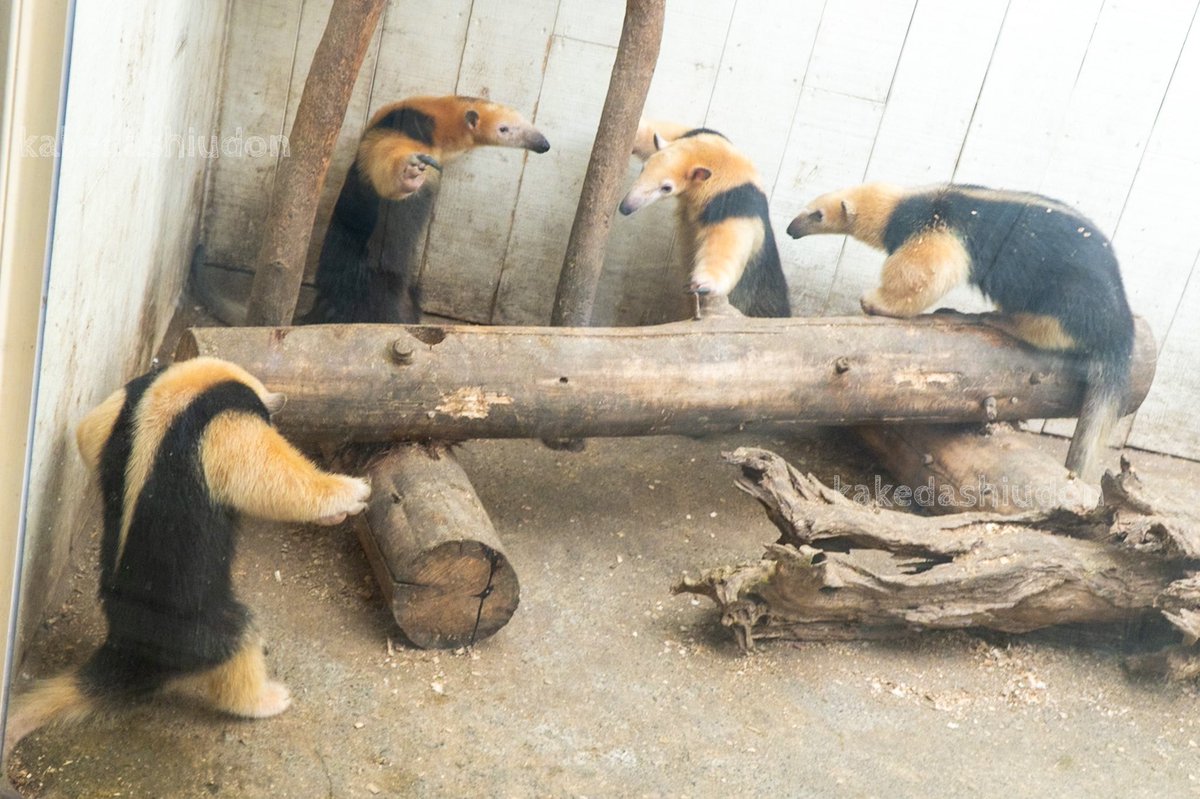 kakedashiudon's tweet image. Twitterくんの画像投稿が復活したようなので、過去の名作を再放送