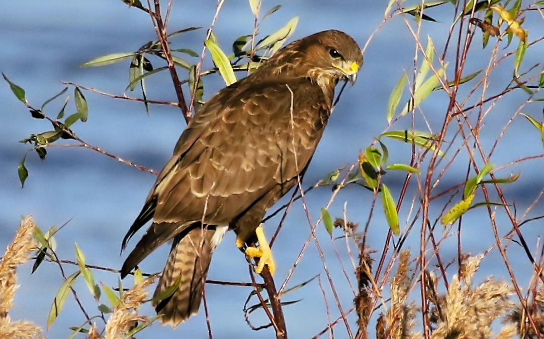 Common Buzzard at Summer Leys this morning. #northantsbirds <a href="/Britnatureguide/">The British Nature Guide</a> @NatureUk <a href="/Natures_Voice/">RSPB</a> #TwitterNatureCommunity <a href="/wildlifebcn/">The Wildlife Trust for Beds, Cambs & Northants</a>