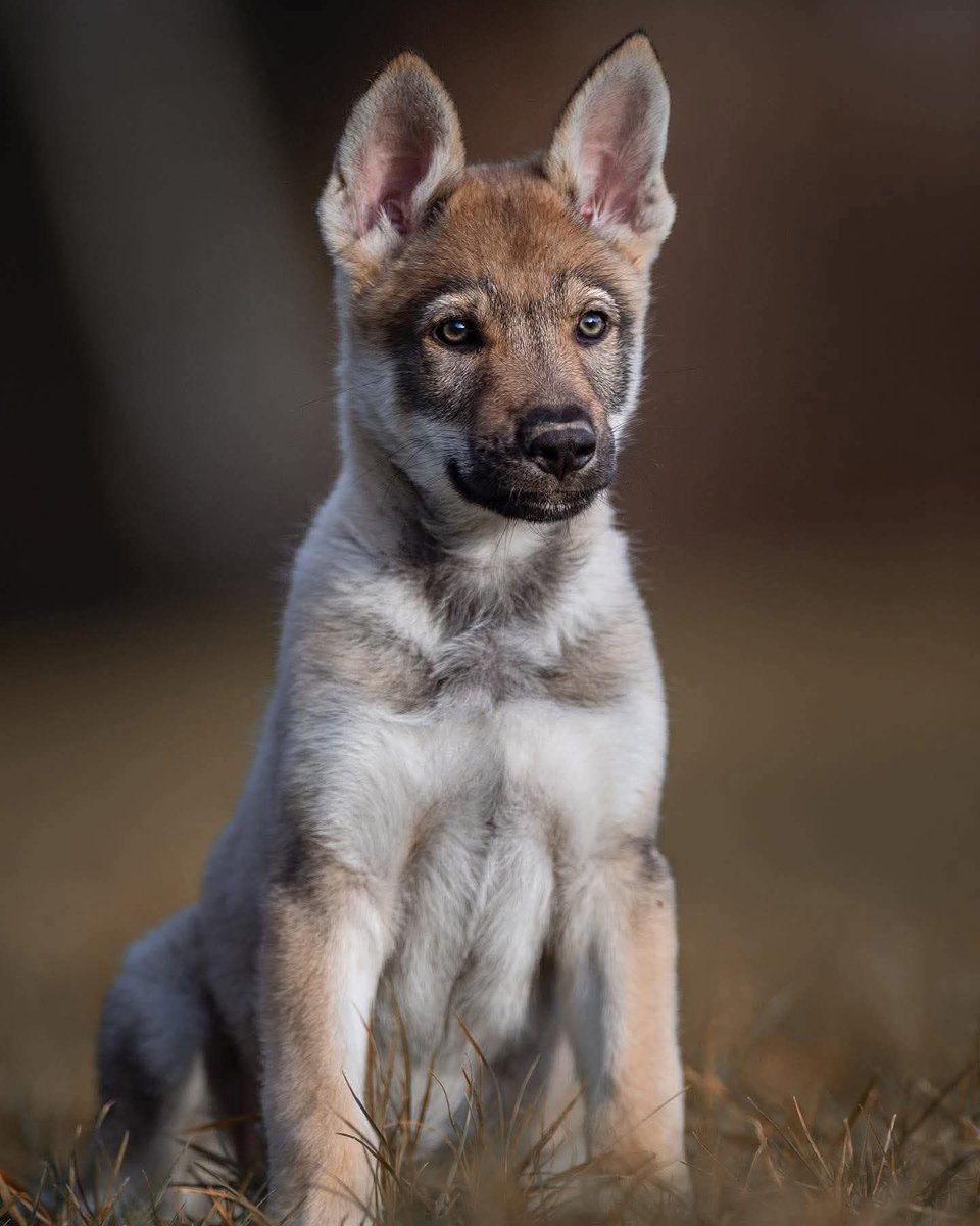 <a href="/Hakeem42nHakeem/">Hakeem</a> GM Fren 🐺❤️