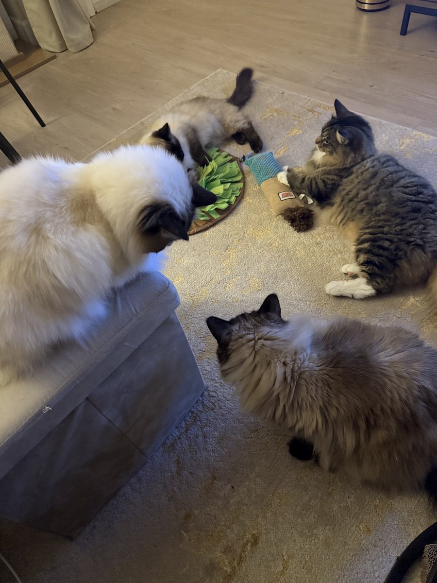 The first rule of Cat Club: you do not talk about Cat Club.