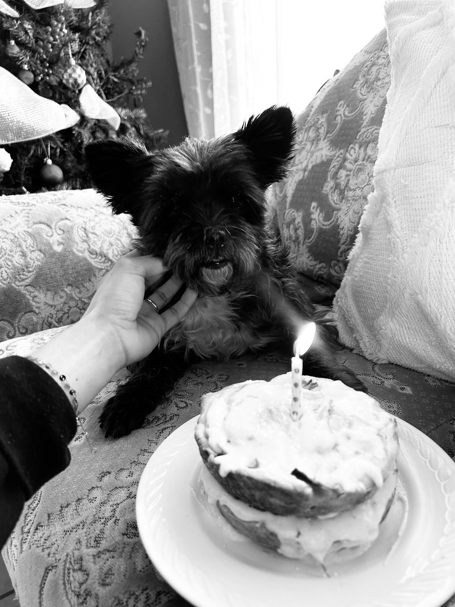 rachelwug_'s tweet photo. me diste 10 años de tu vida, me viste crecer y fuiste mi compañía todo este tiempo, sé que ahora descansarás en paz y dejarás de sentir dolor.
no merecías que tu vida terminara de esta manera pero estoy segura que estarás esperándome en cielo 🕊️🤍
te amo mi Maddie🤍 https://t.co/vA0jRdgOhl