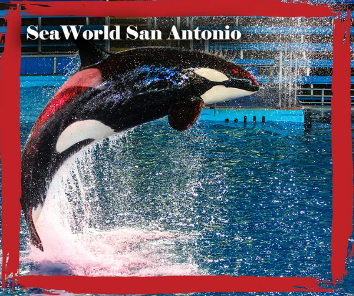 American Classic Tours & Music Festivals tweet media