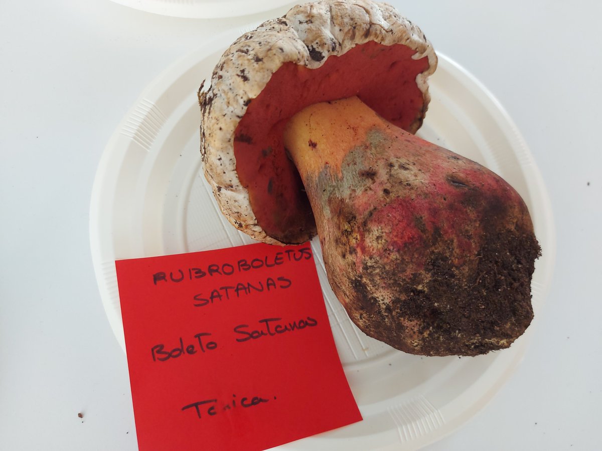 Rubén del Pozo Fernández tweet media