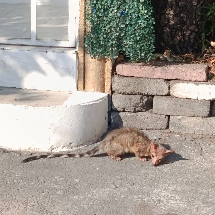 Cacomixtles en riesgo en CDMX: autoridades ignoran a ciudadanos que piden ayuda

En Tlalpan se registraron dos reportes recientes de cacomixtles en condiciones críticas, uno de ellos con lesiones en la piel que fue rescatado por ciudadanos.

Casa Arcadia y Tortillería de la