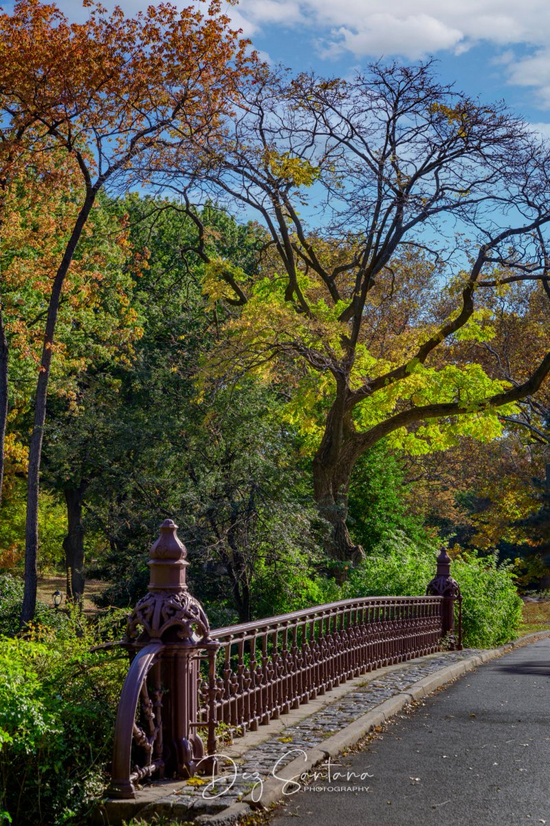 DezSantanaPhoto's tweet image. Autumn Is Calling II 🍁🍃 🍂
#autumn #fallcolors #nyc