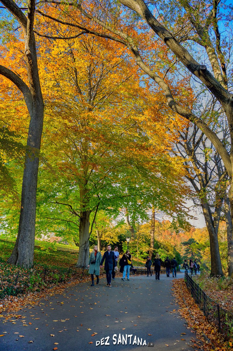 DezSantanaPhoto's tweet image. Autumn Is Calling II 🍁🍃 🍂
#autumn #fallcolors #nyc