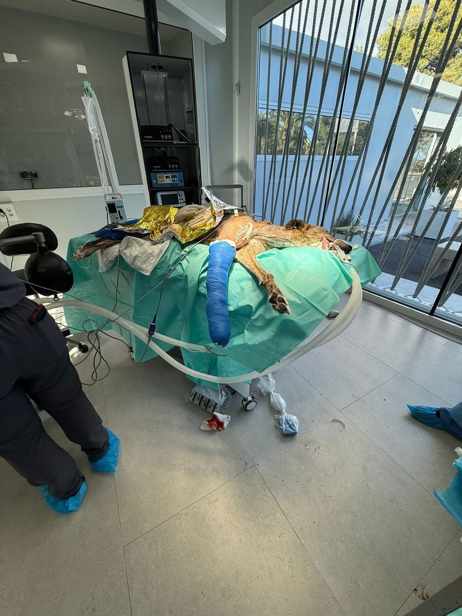 Thanks to you and your generosity, Chiclana got her leg operated on today. 
She’s doing well and will be up and at it in no time ❤️ 
Thank you again and thank you Menescal for the excellent work 😍 she’ll be needing a home soon 🥹