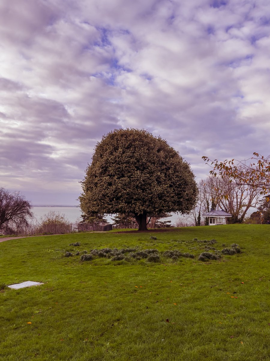 Al_Mc72's tweet image. One for #TreeClub from my morning wander today.