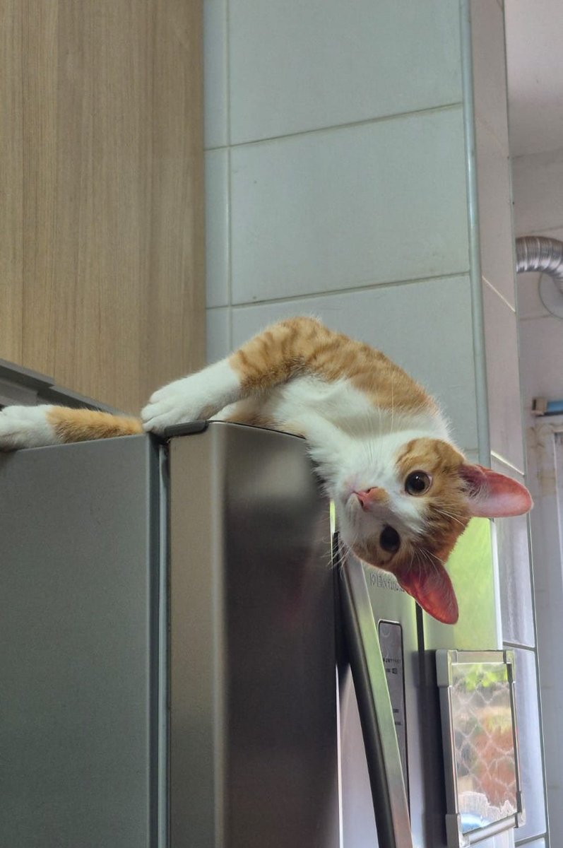 putridarium's tweet image. quando seu gato e tao fofo e perfeito que voce quer enfia ele.numa sacola e fica girando e girando e girando e girando ai taca na parede