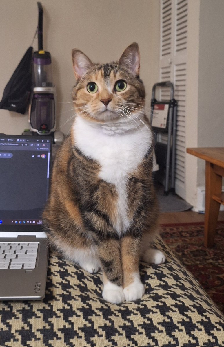 goatedkittycat's tweet image. Proper little lady