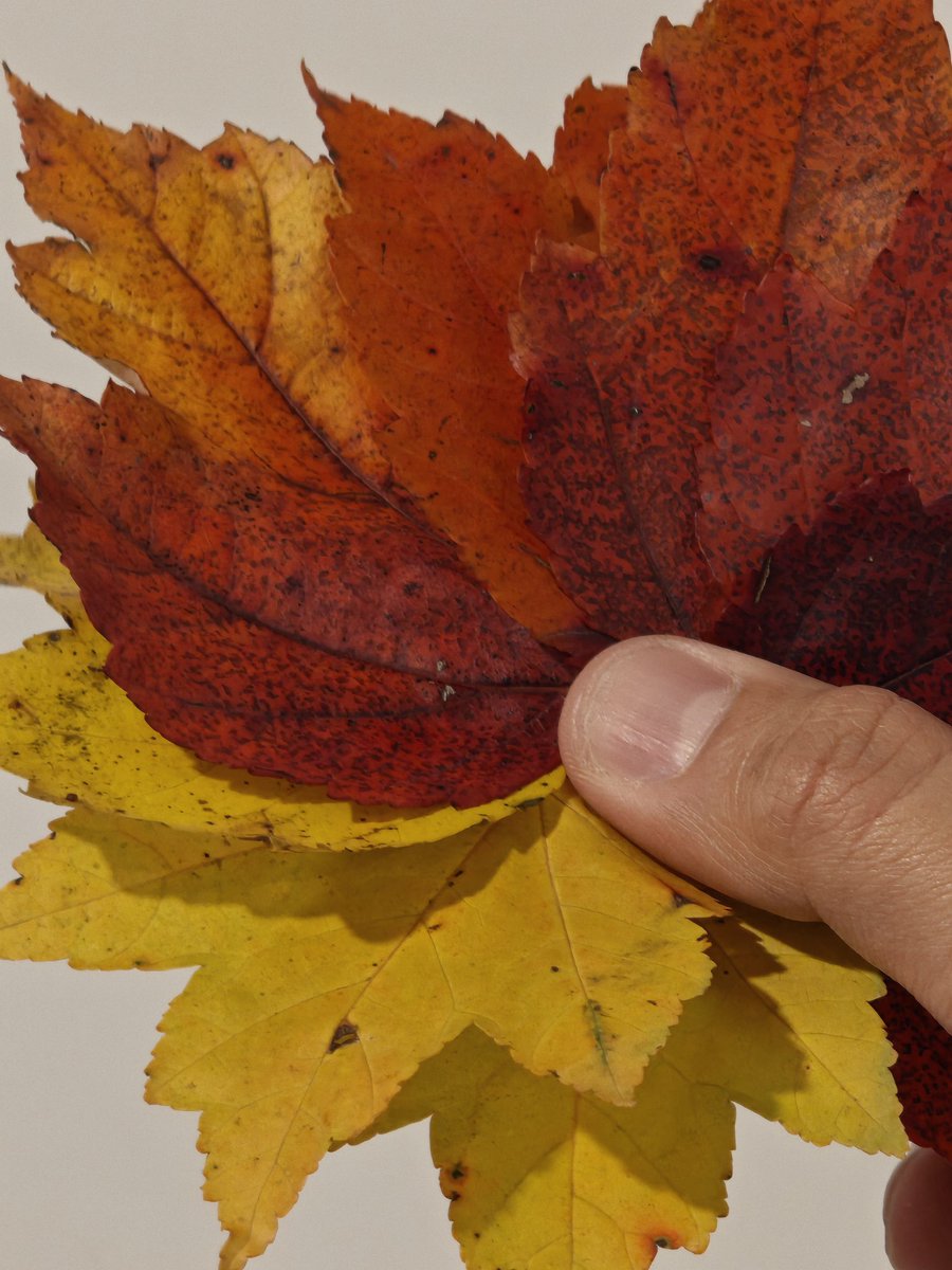 theiconicanand's tweet image. Shot on the @nothing phone 3, I captured these vibrant maple leaves(hand-picked to test out the lens quality) using five focal lengths: 15mm, 24mm, 50mm, 70mm, and 140mm.

Each lens brings its own unique perspective—wider lenses pull in more of the environment and light, giving…