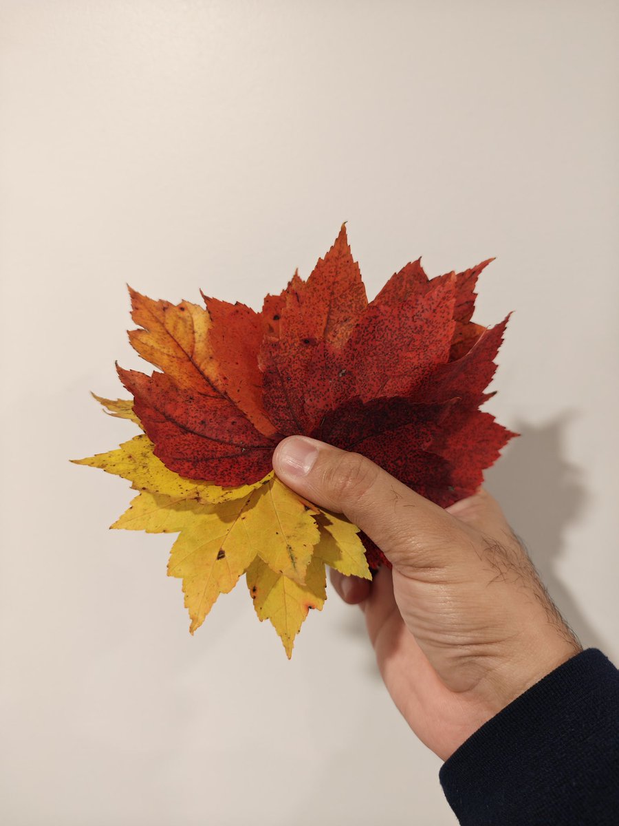 theiconicanand's tweet image. Shot on the @nothing phone 3, I captured these vibrant maple leaves(hand-picked to test out the lens quality) using five focal lengths: 15mm, 24mm, 50mm, 70mm, and 140mm.

Each lens brings its own unique perspective—wider lenses pull in more of the environment and light, giving…