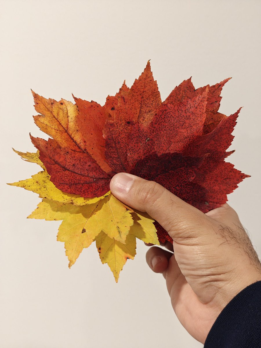 theiconicanand's tweet image. Shot on the @nothing phone 3, I captured these vibrant maple leaves(hand-picked to test out the lens quality) using five focal lengths: 15mm, 24mm, 50mm, 70mm, and 140mm.

Each lens brings its own unique perspective—wider lenses pull in more of the environment and light, giving…