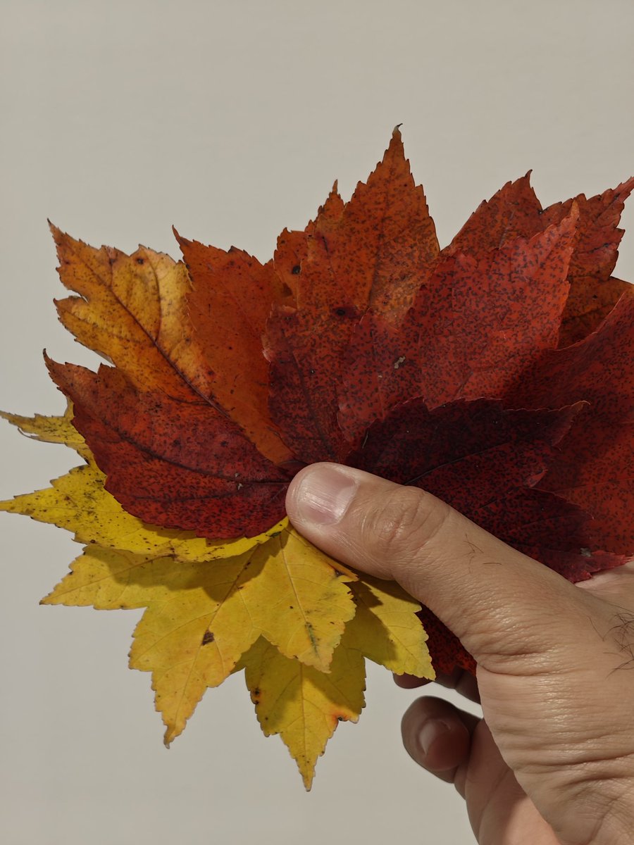 theiconicanand's tweet image. Shot on the @nothing phone 3, I captured these vibrant maple leaves(hand-picked to test out the lens quality) using five focal lengths: 15mm, 24mm, 50mm, 70mm, and 140mm.

Each lens brings its own unique perspective—wider lenses pull in more of the environment and light, giving…