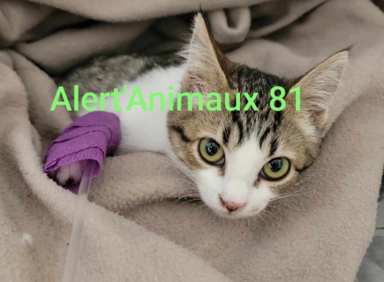 MissingTarn81's tweet photo. 18.11.25 Trouvé chaton tigré/blanc à Labruguière (rte de Caunan). Est à la clinique véto du Siala (Castres) : 05 63 71 35 35 #Tarn #chat https://t.co/cO5ZgaNiut
