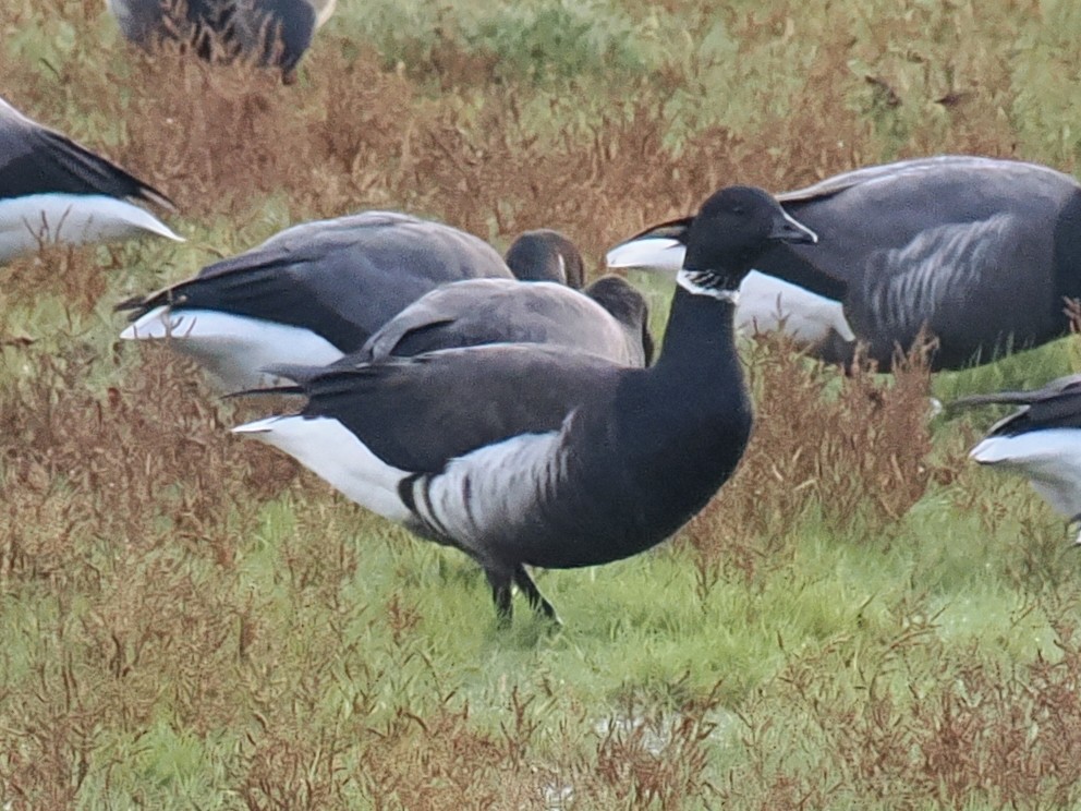 Chris Atkin tweet media