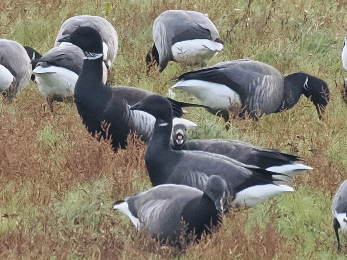 Chris Atkin tweet media