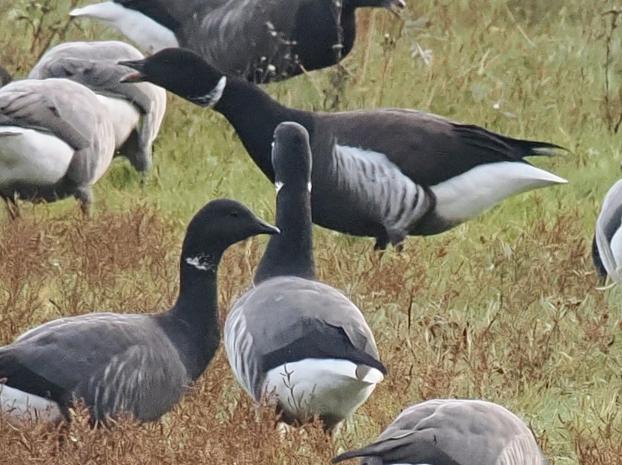 Chris Atkin tweet media