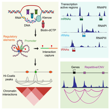 Online Now: High-throughput capture of actively transcribed region-interacting sequences reveals an intricate promoter-centered regulatory network dlvr.it/TPKvxs