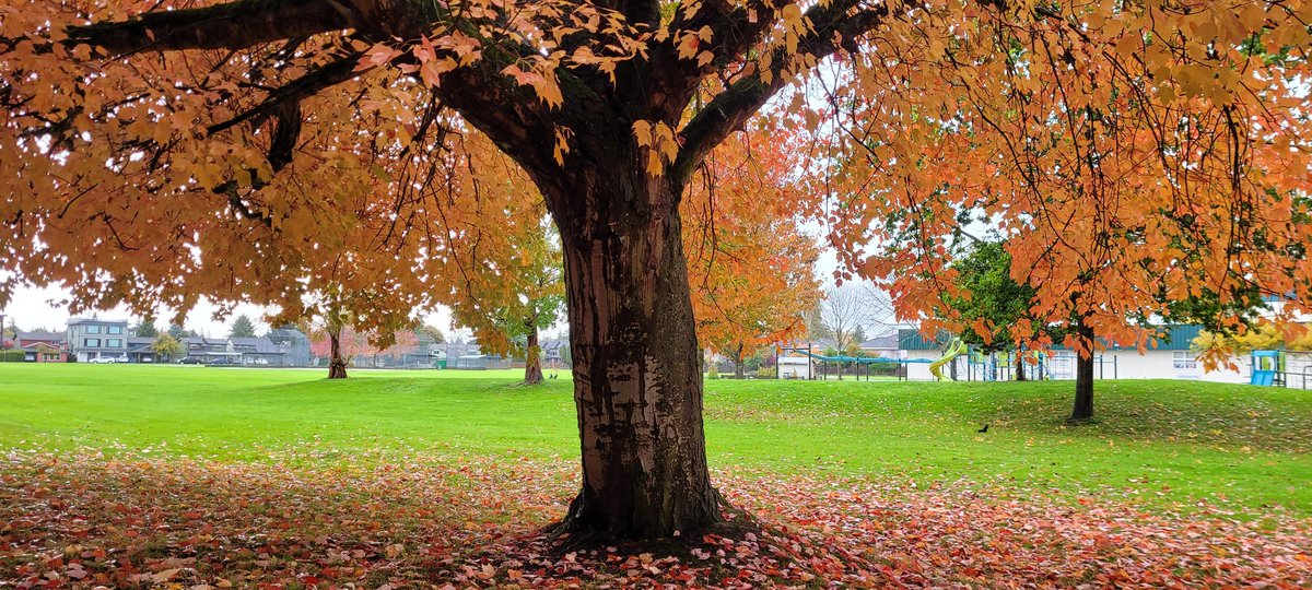 Happy #thicktrunktuesday 🍁🌳🍂