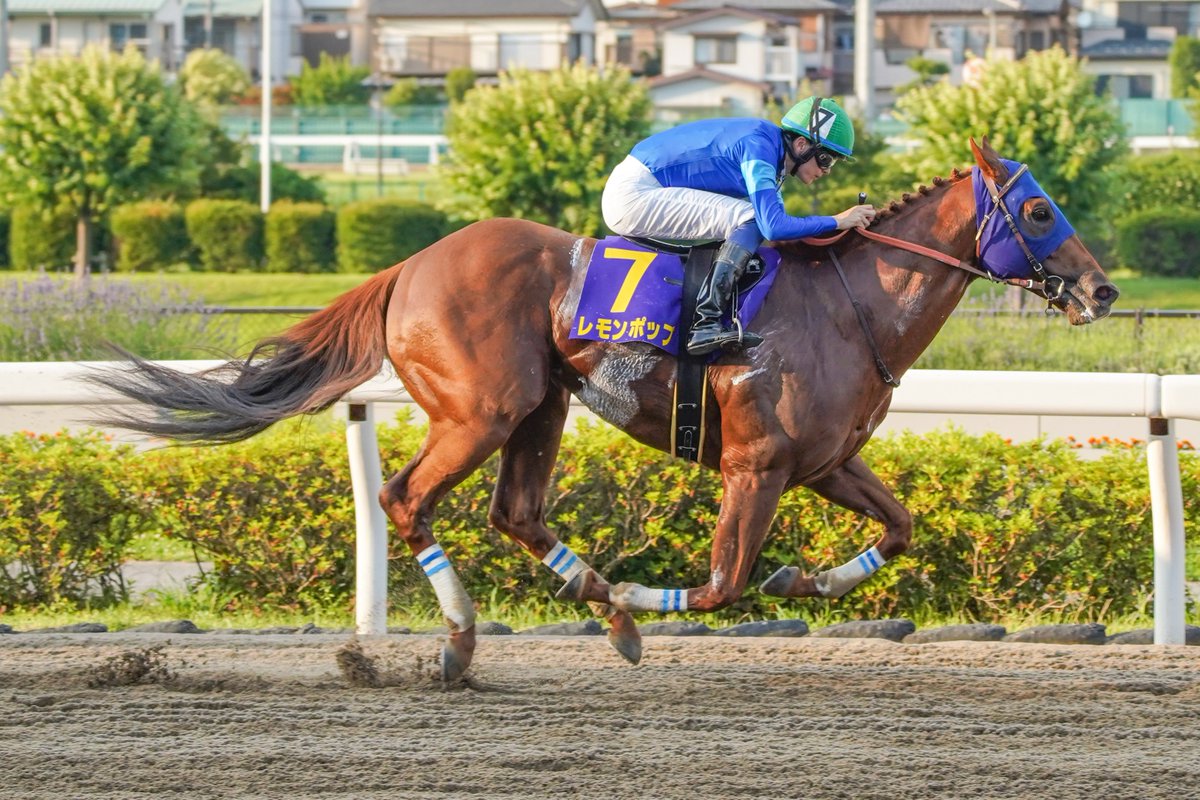 V*6様 【特別賞5名限定】レモンポップパーカー　イベント当選品　浦和競馬　坂井 V*6様 【特別賞5名限定】レモンポップパーカー イベント当選品 浦和