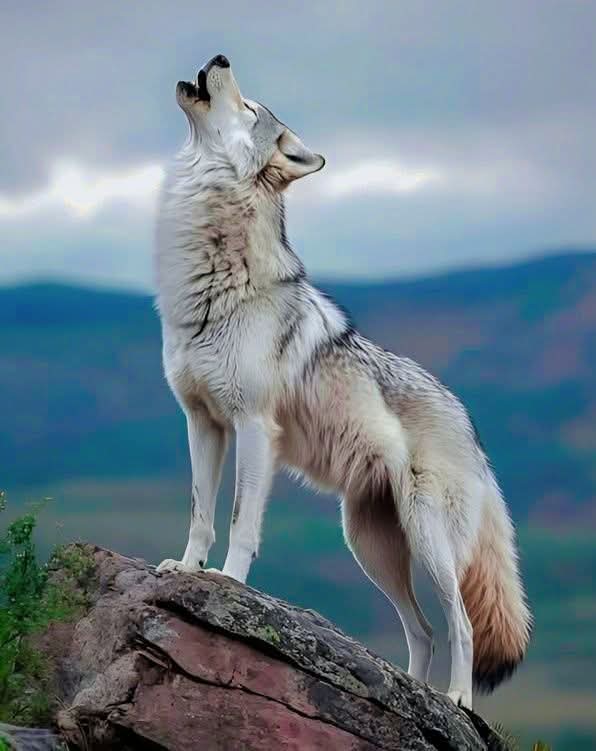 wolf_loverstown's tweet photo. Do you like this picture, say yes if you like it 🥰 https://t.co/F7e3tzAWxU