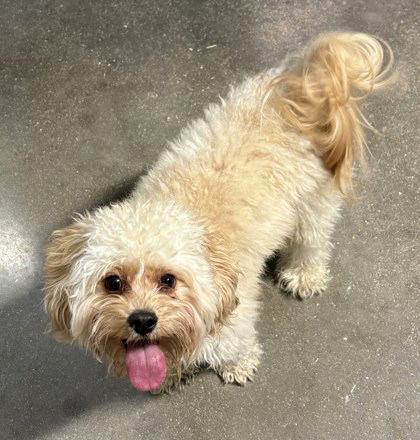 sahumane's tweet image. This adorable pup is named Kimchi 😍, he&apos;s a 4 years old Cavalier King Charles Spaniel/Miniature Poodle mix looking for a loving family. Come visit him at the SAHS!