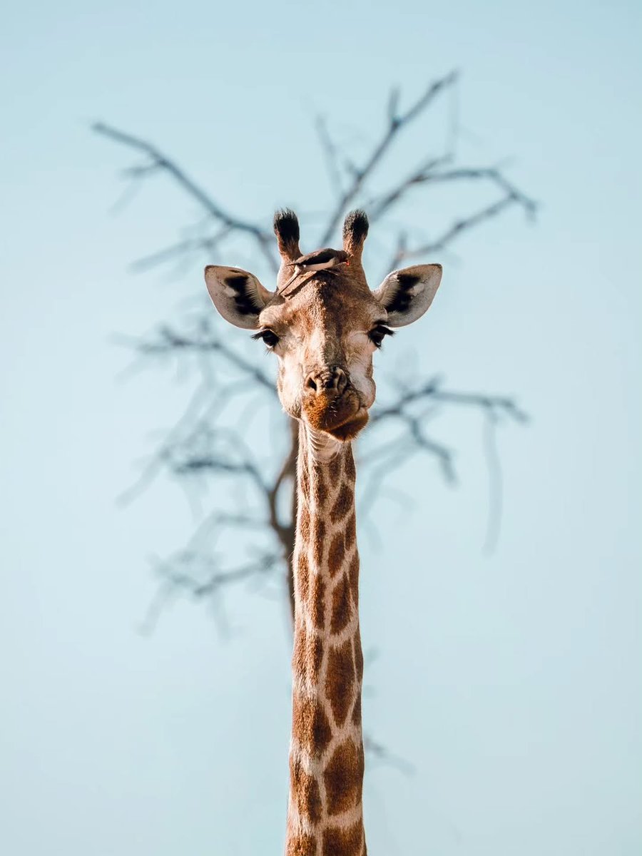 SANParks's tweet image. 📷 Diogo Alves📍#KrugerNationalPark #LiveYourWild #Wildbackyard #Giraffe