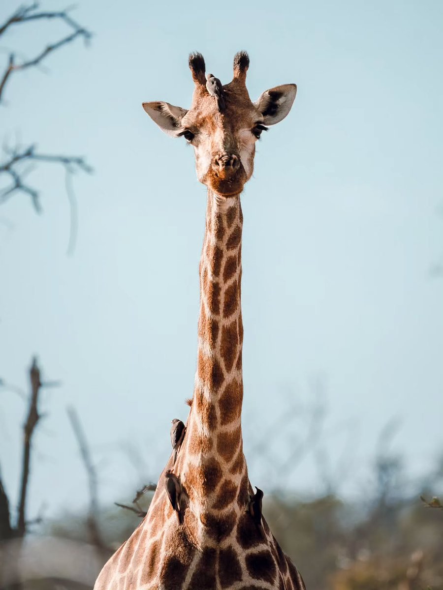 SANParks's tweet image. 📷 Diogo Alves📍#KrugerNationalPark #LiveYourWild #Wildbackyard #Giraffe