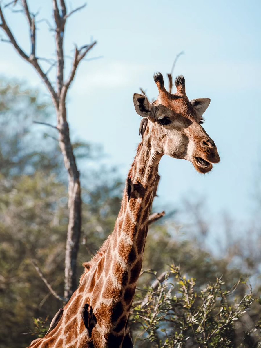 SANParks's tweet image. 📷 Diogo Alves📍#KrugerNationalPark #LiveYourWild #Wildbackyard #Giraffe