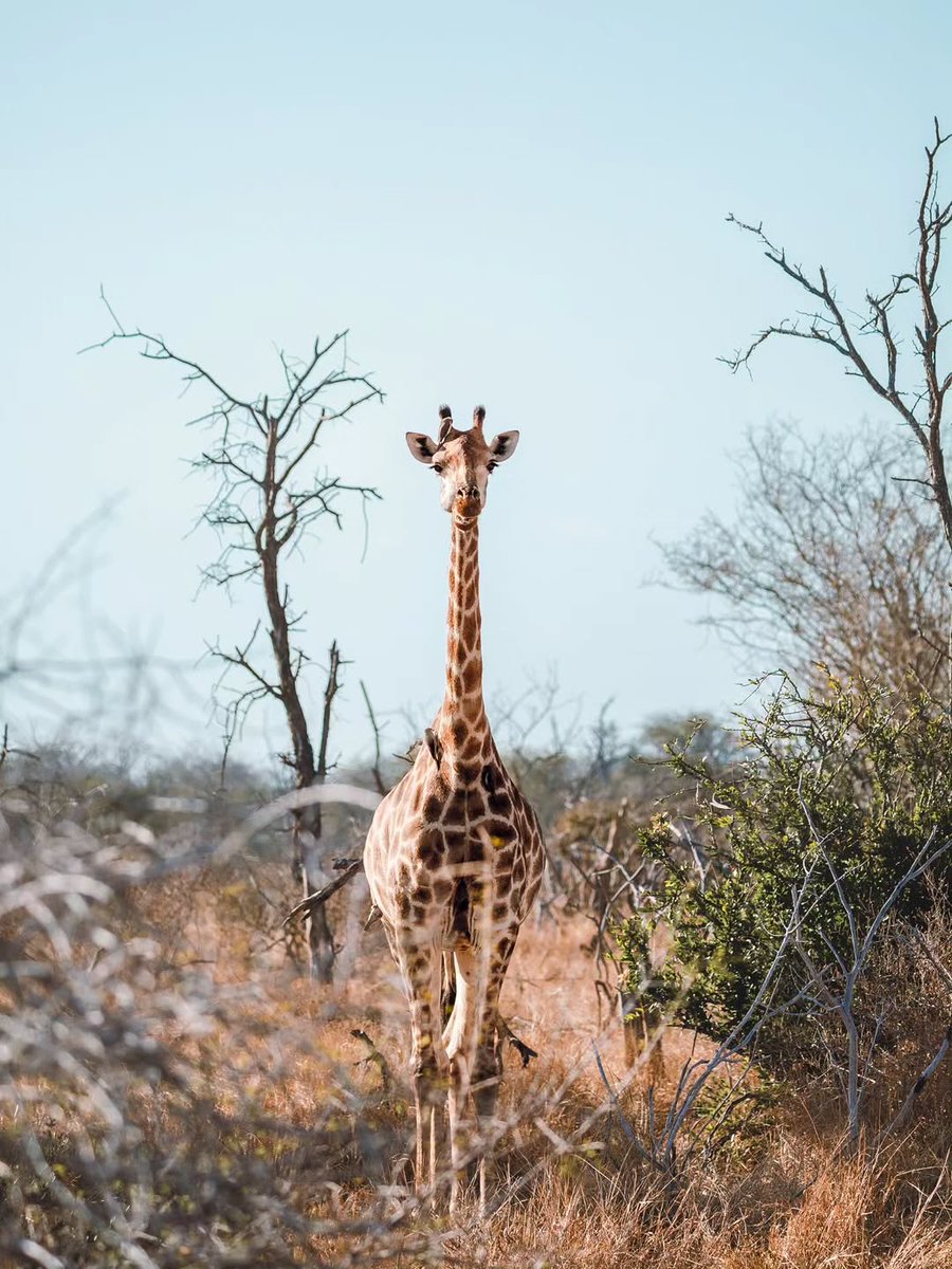 SANParks's tweet image. 📷 Diogo Alves📍#KrugerNationalPark #LiveYourWild #Wildbackyard #Giraffe