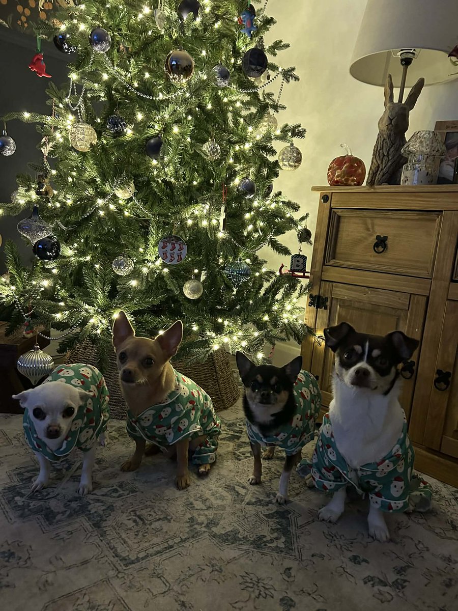 lauren_c77_'s tweet image. The pups are Christmas ready! #matchingpjs ❤️❤️❤️❤️